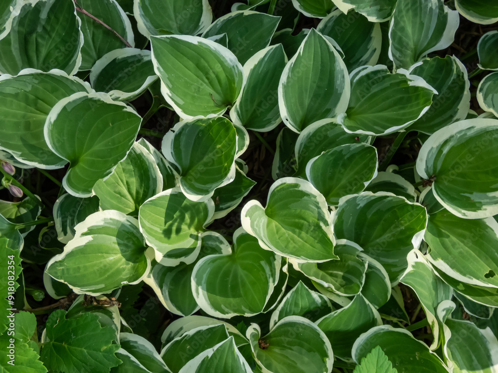 Close-up of Hosta 'Diamond Tiara' with dark green leaves with white margin in a park in summer Close-up of Hosta 'Diamond Tiara' with dark green leaves with white margin in a park in summer