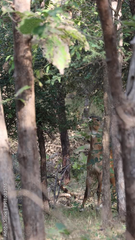 Nilgai or blue bull feeding on leaves in GIR national park Nilgai or blue bull feeding on leaves in GIR national park