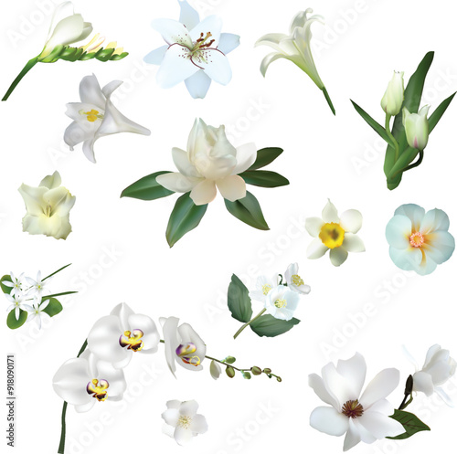 fourteen blossoming light flowers set isolated on white