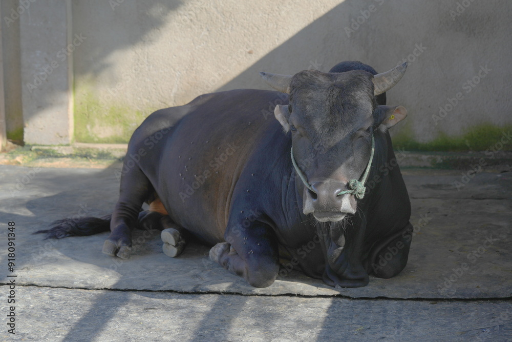 Εκτύπωση καμβά A bull is an adult male bovine, often associated with cattle