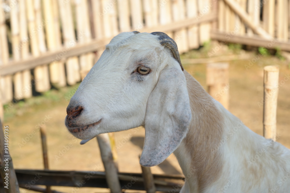 Φωτογραφία The Anglo-Nubian is a breed of domestic dairy goat known for its large size, distinctive long ears, and high-quality milk production