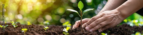 Hands planting young tree in soil with sunlight photo