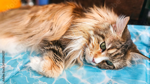 Schönen MaineCoon  photo