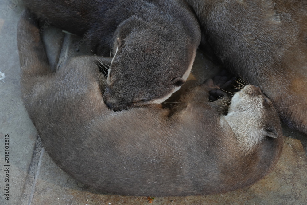Obraz premium Lutra nippon, commonly known as the Japanese Otter, is a species of otter native to Japan. It is one of several otter species found in Asia