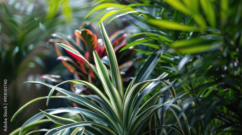 Close-up of indoor decorative plants Close-up of indoor decorative plants