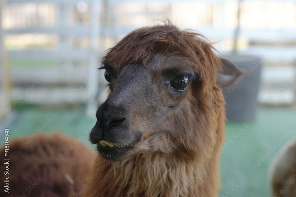 Obraz premium The Huacaya alpaca is one of the two primary breeds of alpaca, the other being the Suri alpaca. Huacaya alpacas are prized for their soft, dense, and crimped fleece|羊駝