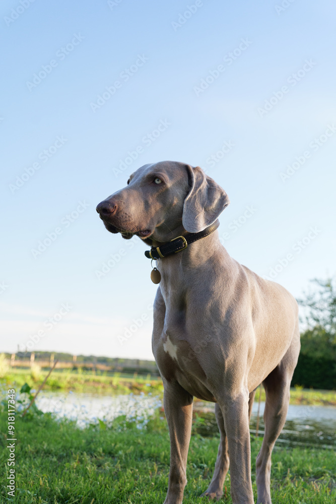 Weimaraner in relaxing in a green garden. Weimaraner in relaxing in a green garden.
