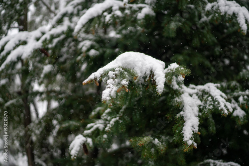 snow in summer in villa de angostura in patagonia mountains in Argentina. route siete lagos close to lake traful photo