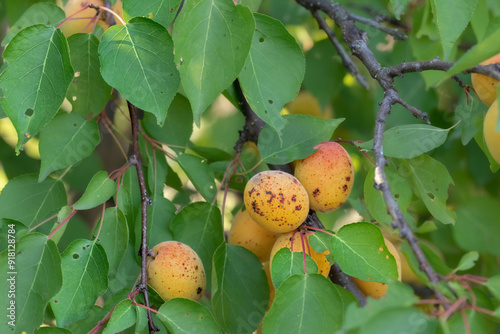 Apricot tree affected by clasterosporium disease. Apricot disease. photo