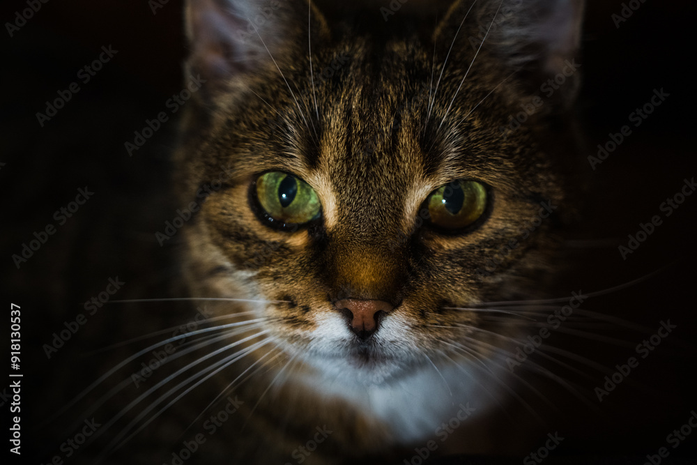 A curious cat lies on the couch in the evening in the dark A curious cat lies on the couch in the evening in the dark