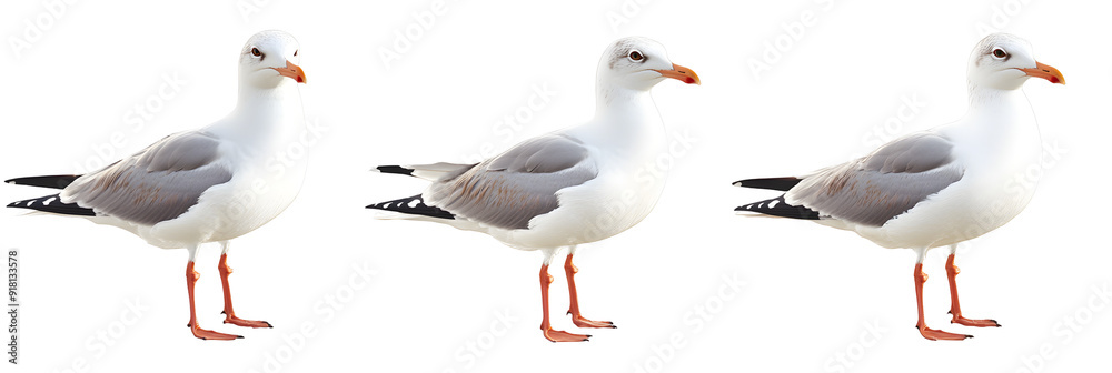 A set of seagulls standing on one leg, on white background A set of seagulls standing on one leg, on white background