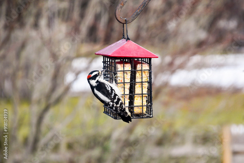 close up of wood pecker perched and feeding on suet birdfeeder