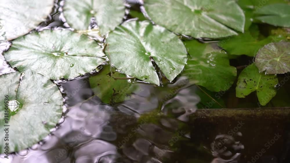 water flowing in the botanical garden with green plants and trees around, calm and relax video to destress water flowing in the botanical garden with green plants and trees around, calm and relax video to destress