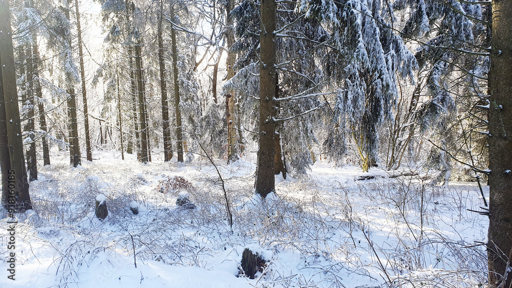 Much trees with snow and ice in winter forest. Nature background. Much trees with snow and ice in winter forest. Nature background.