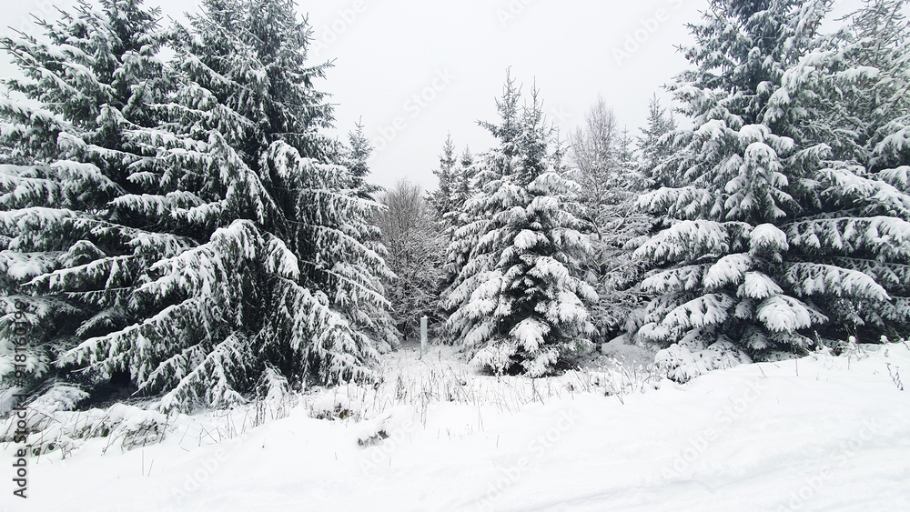 Much trees with snow in winter forest. Nature background.