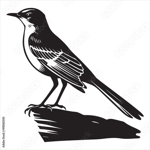 Northern mockingbird Clipart, Northern mockingbird silhouette, Bird illustration in black and white