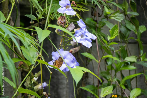 blue iris flower photo