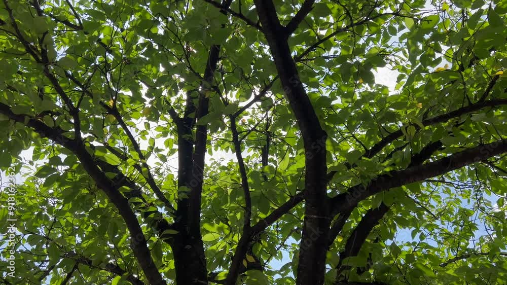 夏の日差しの木漏れ日 夏の日差しの木漏れ日