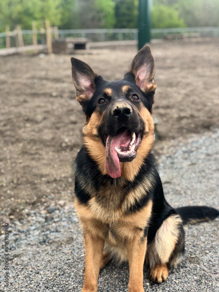german shepherd dog after playing in mud