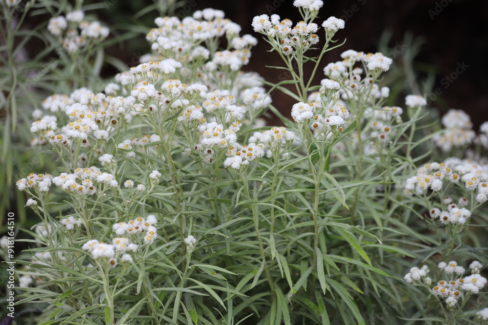 Anaphalis margaritacea. Western pearly everlasting with many white flowers. Anaphalis margaritacea. Western pearly everlasting with many white flowers.
