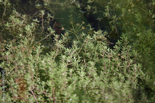 New Zealand Pigmyweed (Crassula helmsii), an invasive species in the UK photo