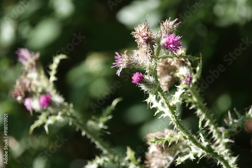Welted Thistle (Carduus crispus) photo