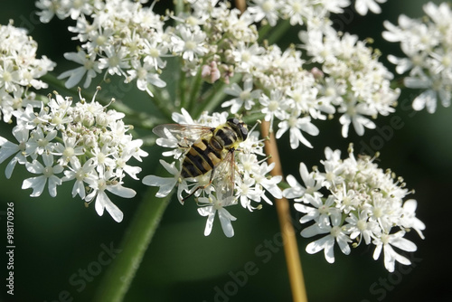 A Batman Hoverfly, Myathropa florea photo