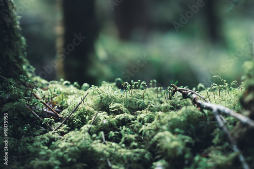 北八ヶ岳 白駒の森 苔