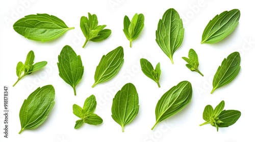 Flat lay of several stevia leaves spread out, isolated on white background, vibrant green and detailed leaf texture