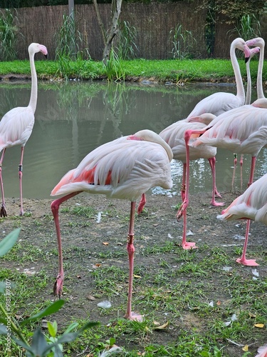 Fenicotteri rosa nello zoo di Wroclaw, polonia