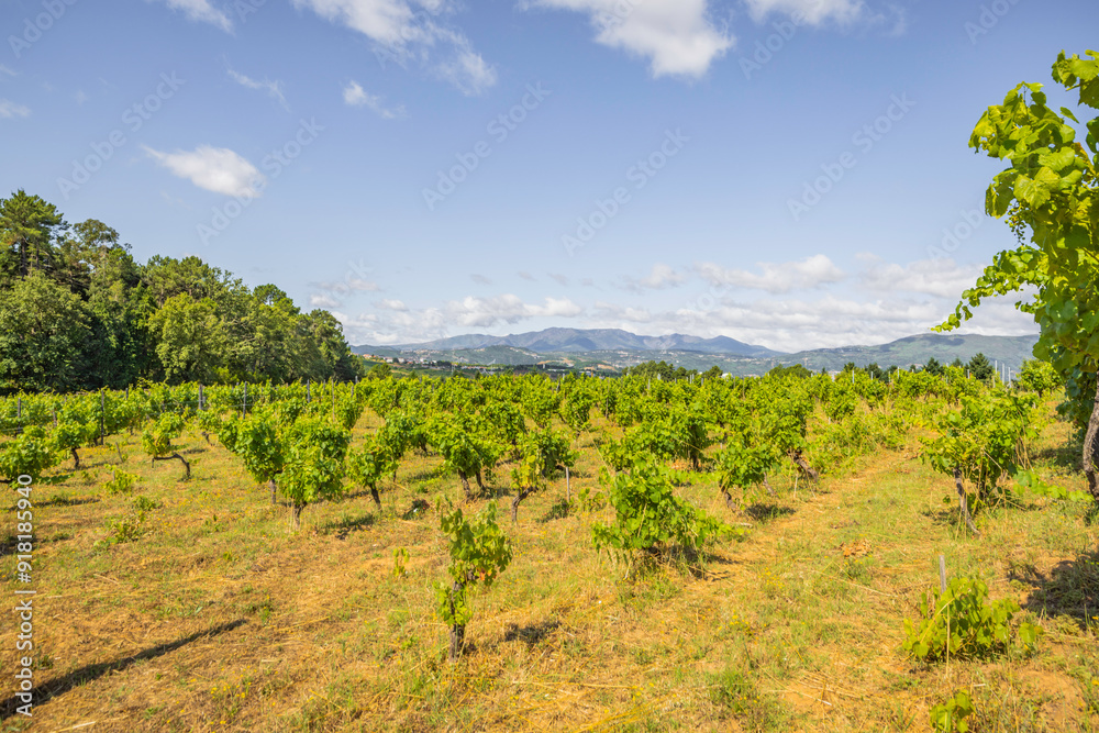Naklejka premium Famous estate House of Mateus wineyard in Vila Real, Portugal