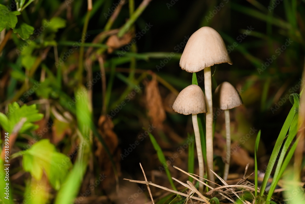 group of small mushrooms in grass group of small mushrooms in grass