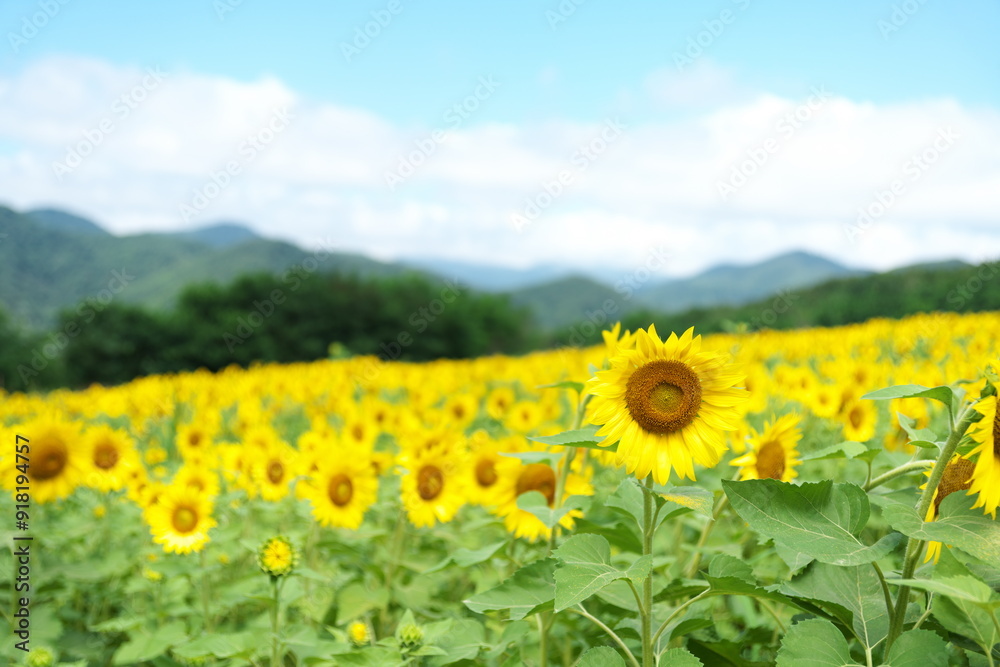 Obraz premium 向日葵畑