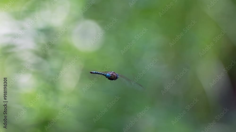 Dragonfly southern hawker (Aeshna cyanea) in Flight Dragonfly southern hawker (Aeshna cyanea) in Flight