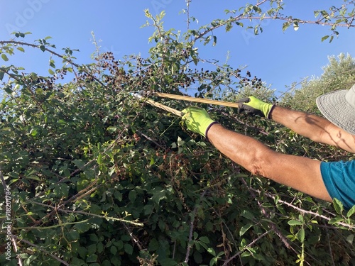 Hombre cortando ramas de una zarzamora para coger moras en un día soleado de verano con herramienta manual photo