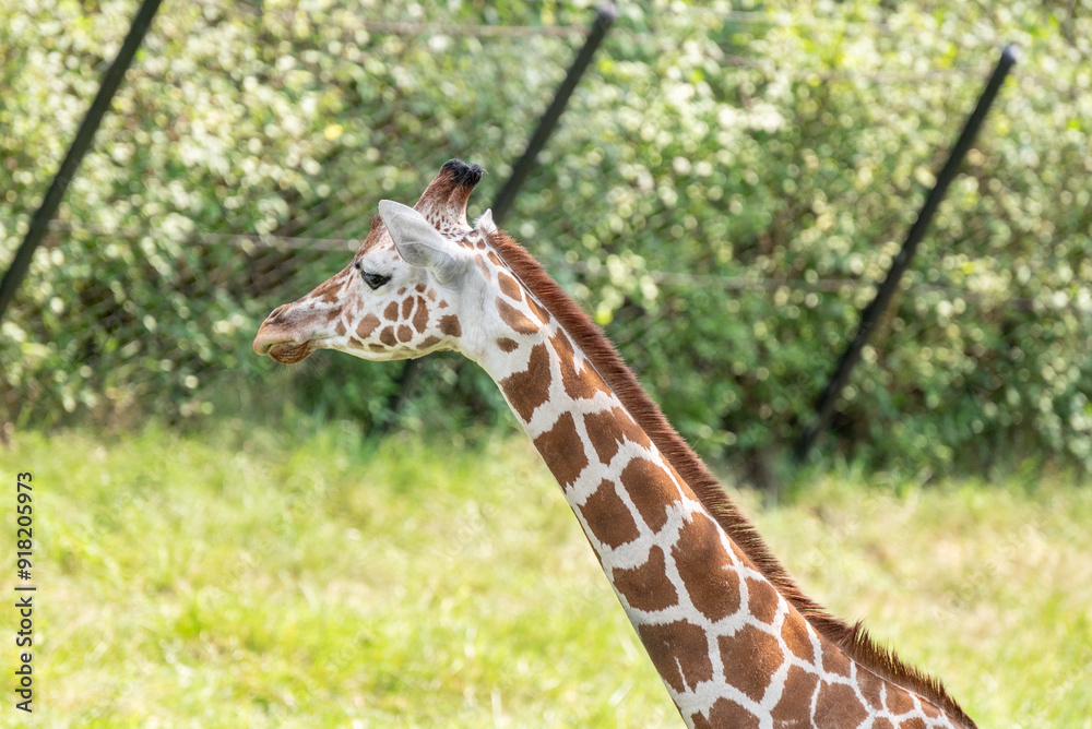 Fototapeta premium Reticulated giraffe in Indianapolis Zoo