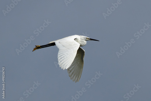 Little Egret (Egretta garzetta) at Swords Estuary, Dublin, Ireland photo