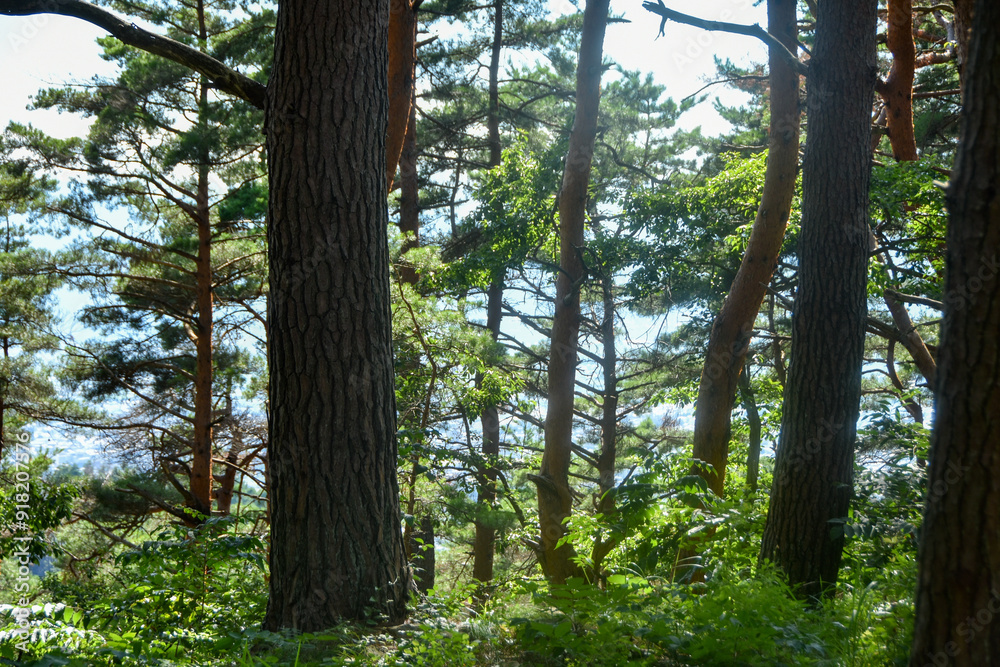 Obraz premium 新緑の季節 大自然の中で森林浴