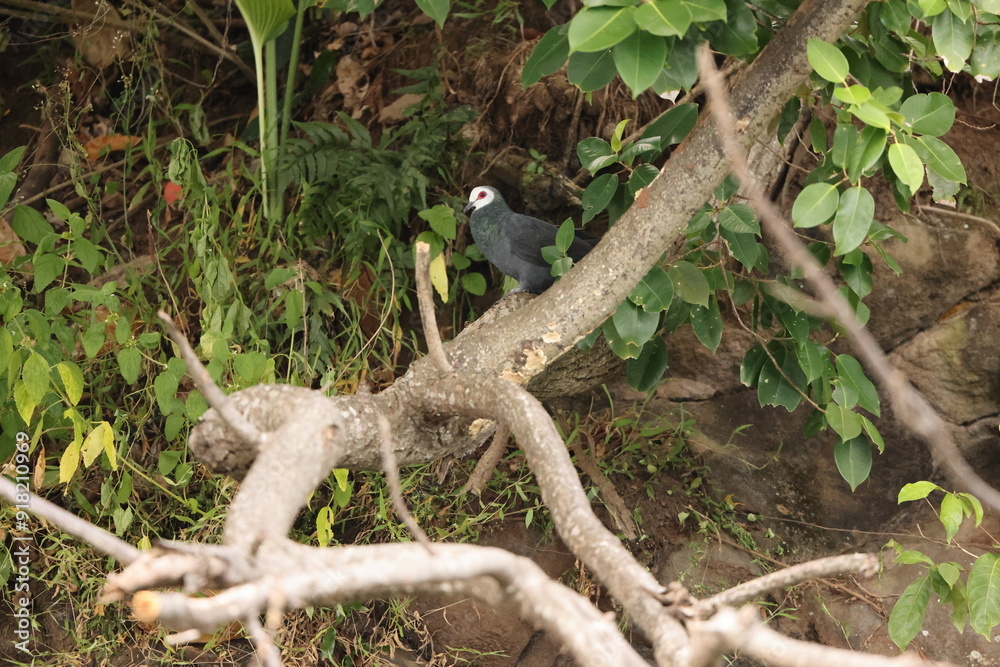 White-faced cuckoo-dove (Turacoena manadensis), also known as the white-faced dove, is a species of bird in the family Columbidae, endemic of Sulawesi island, Indonesia White-faced cuckoo-dove (Turacoena manadensis), also known as the white-faced dove, is a species of bird in the family Columbidae, endemic of Sulawesi island, Indonesia