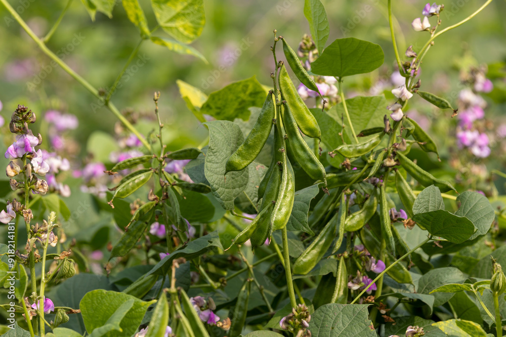 Bean flower and bean field in winter season in Bangladesh.