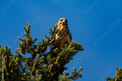 White-throated hawk (Buteo albigula) sitting on top of a tree photo