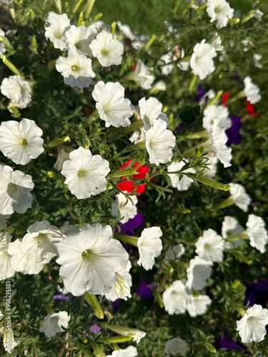 white and red flowers