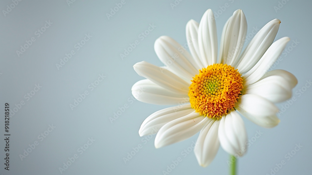 A close-up photo of a white daisy flower on a light blue background A close-up photo of a white daisy flower on a light blue background
