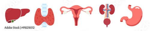 Set of human internal organs flat icons. Liver, thyroid gland, kidneys with bladder, uterus and stomach. Digestive, reproductive, urinary, endocrine systems concept. Vector illustration