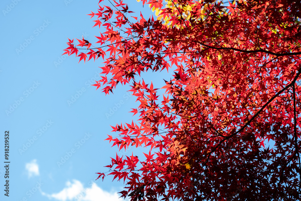 Beautiful Autumn Maple Branches Against the Blue Sky Beautiful Autumn Maple Branches Against the Blue Sky