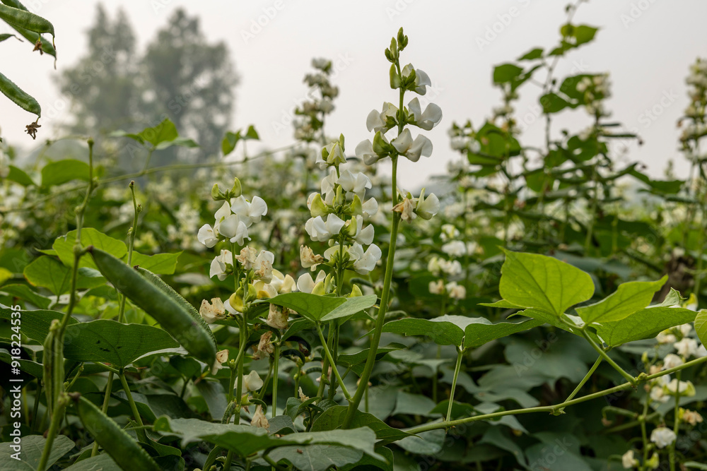 Beautiful hyacinth bean Plant in Bangladesh. Green hyacinth bean Agriculture. Beautiful hyacinth bean Plant in Bangladesh. Green hyacinth bean Agriculture.