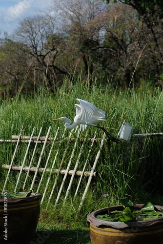 white swan in the park