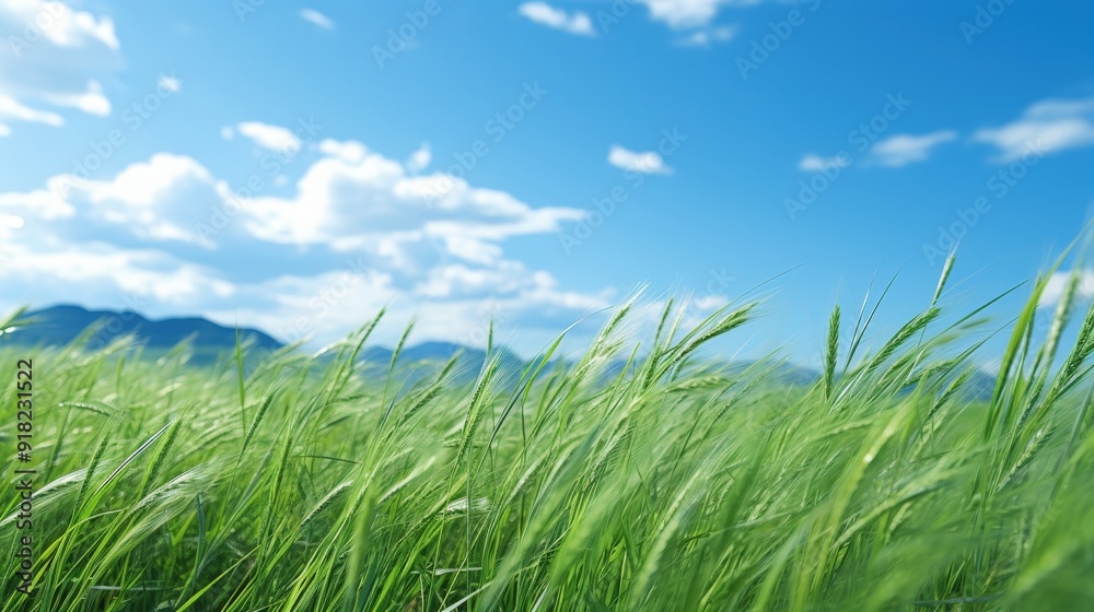 Green Grass Field Under A Blue Sky Green Grass Field Under A Blue Sky