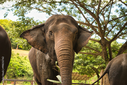 Chiang Mai, Thailand - August 10 2024: Close-up of an Elephants head with focus on the eye, whilst the elephant looks at the camera. On a hot sunny day during the wet season. photo