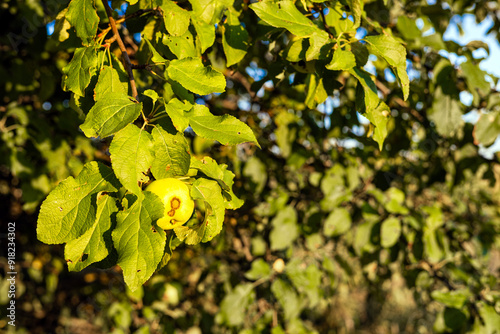  apple on a tree branch damaged by scab. Apple scab is a disease and damage to the leaves and fruits of an apple tree caused by the marsupial fungus Venturia inaequalis. sick apple tree. infected appl